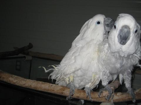 Parrots